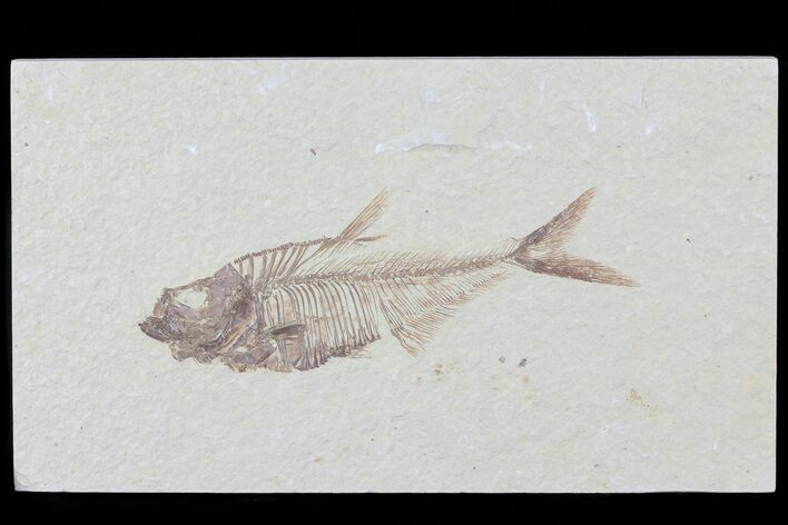 Diplomystus Fossil Fish - Wyoming #81420